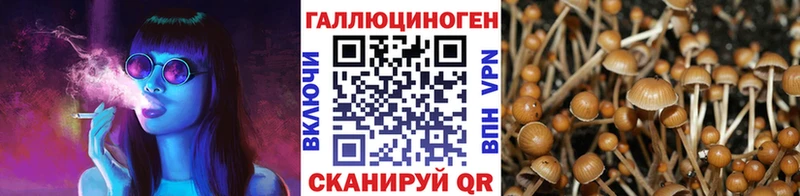 Псилоцибиновые грибы Cubensis  Медынь 